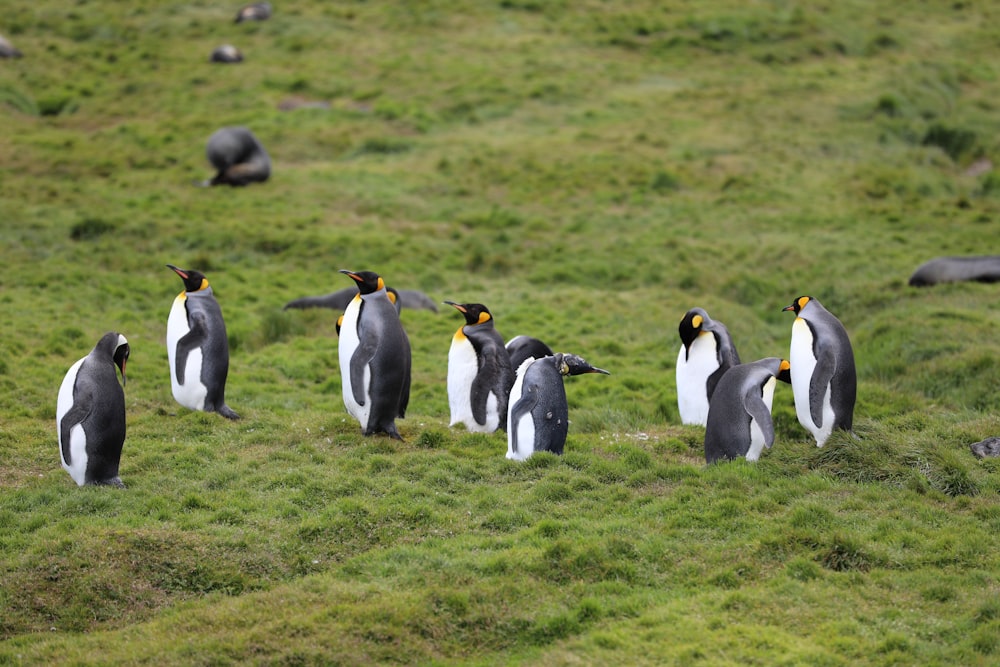 a group of penguins standing on top of a lush green field