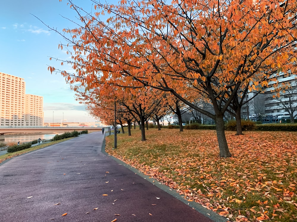 a paved road with trees with orange leaves