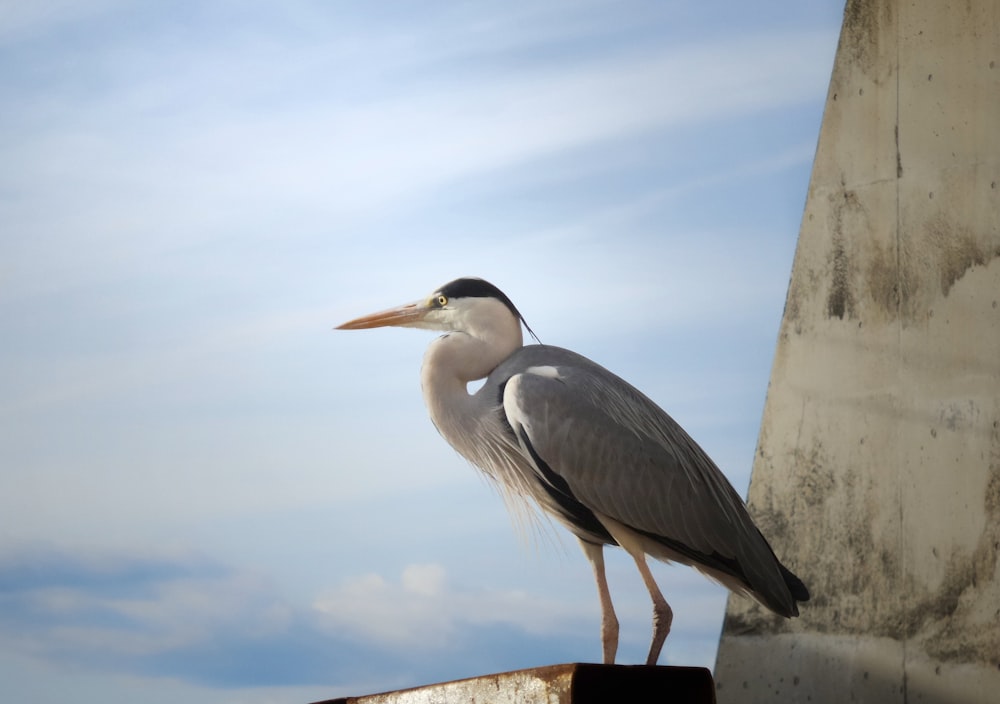 a bird standing on top of a rusted metal pole