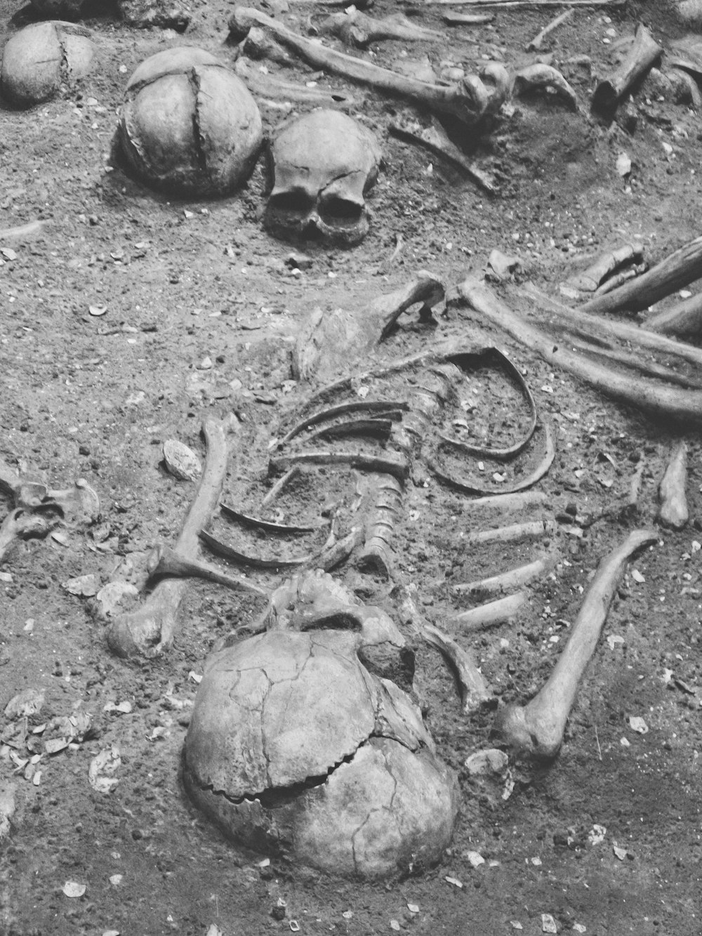 a black and white photo of a skeleton laying on the ground