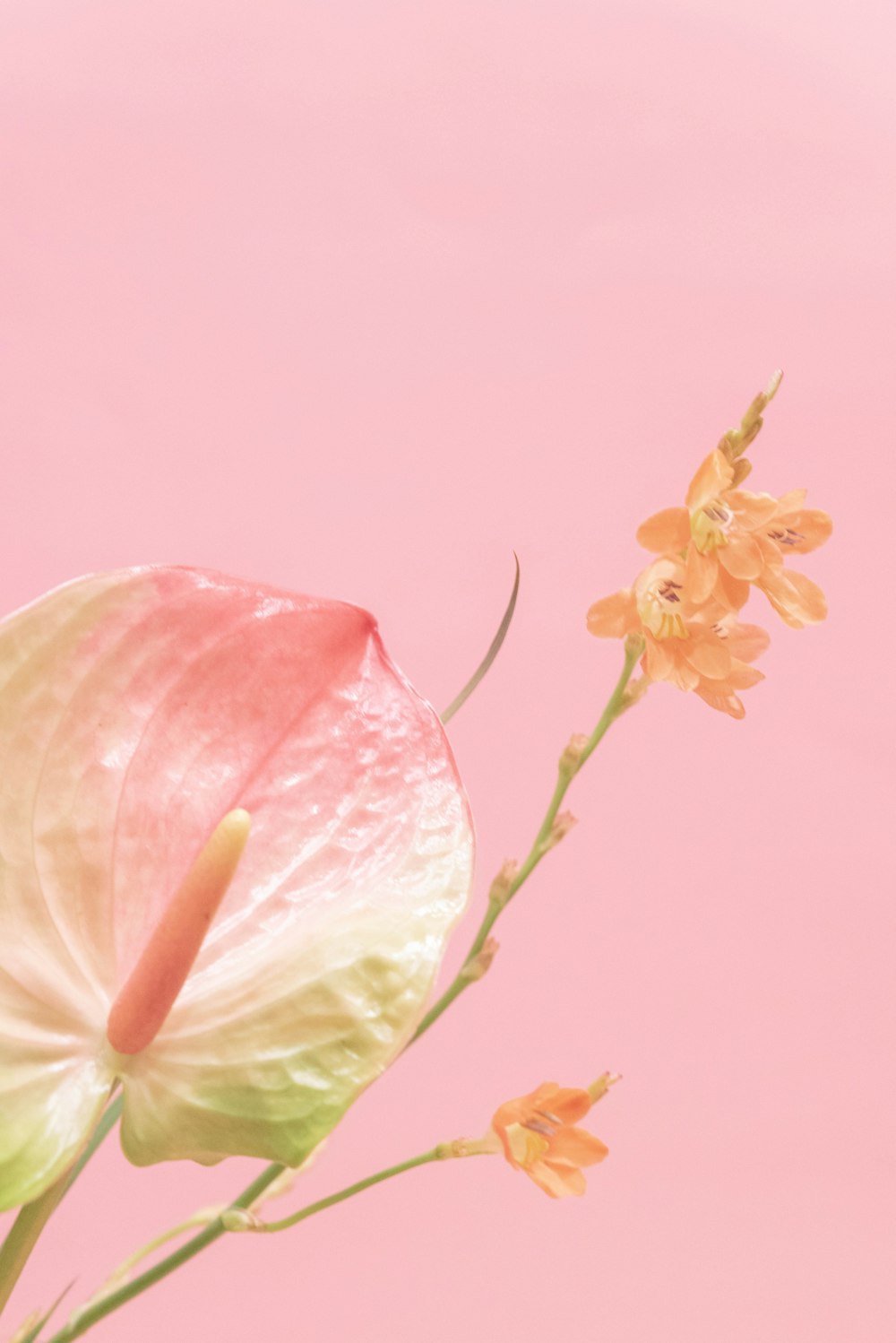 a pink flower with water droplets on it