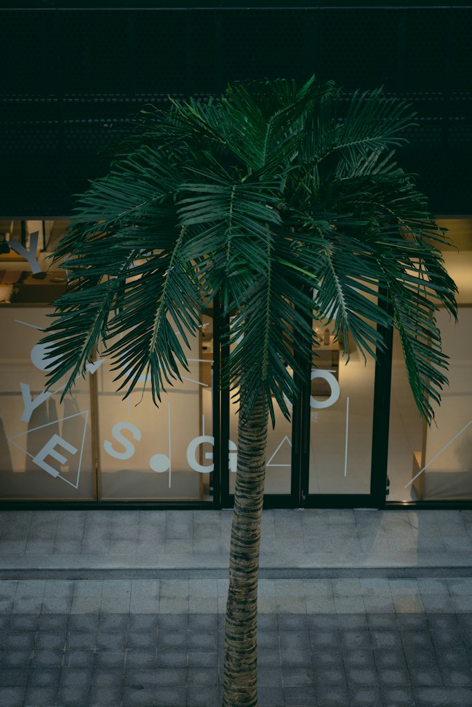 Tropical Palm Tree