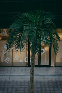Tropical Palm Tree