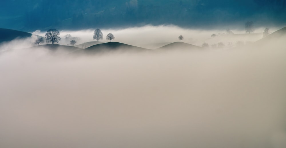 a foggy landscape with trees in the distance