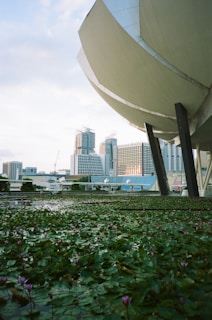 An urban landscape features a striking modern architectural structure on the right with angular designs, set against the backdrop of a city skyline. In the foreground, a large pond is filled with green lily pads and blooming pink water lilies, reflecting the buildings and sky.