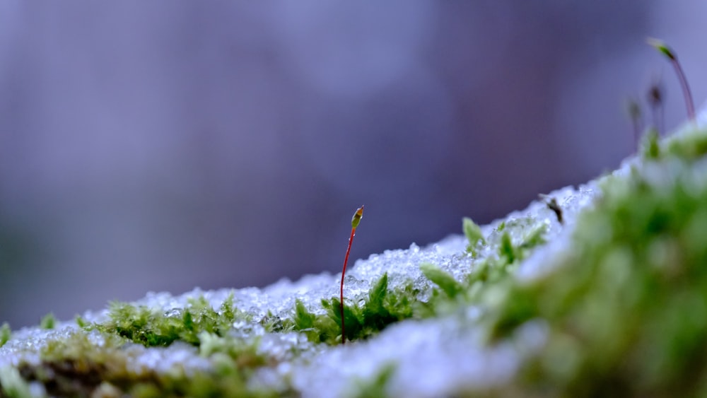 a close up of a moss covered in snow