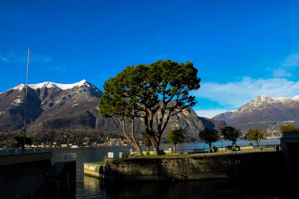 a tree in the foreground of a body of water with mountains in the background