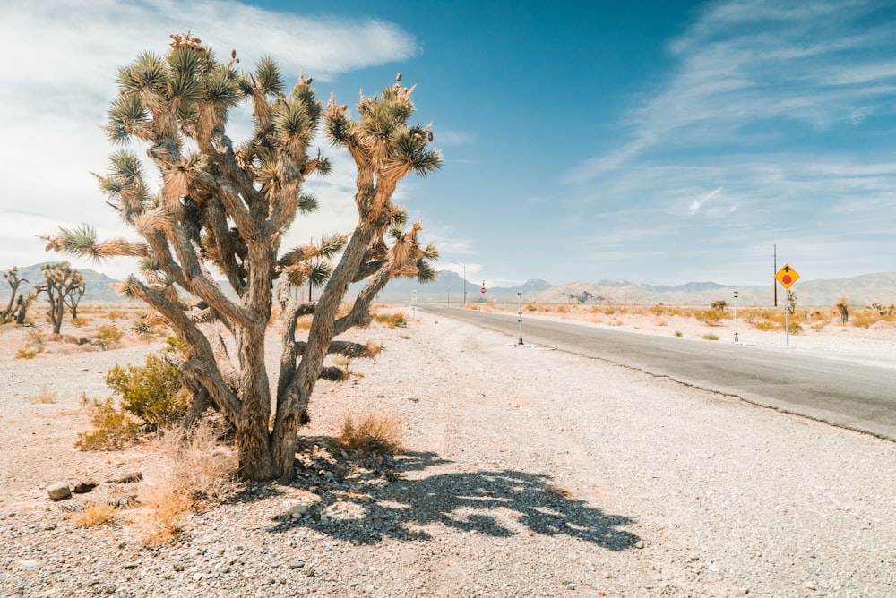a large cactus tree sitting on the side of a road