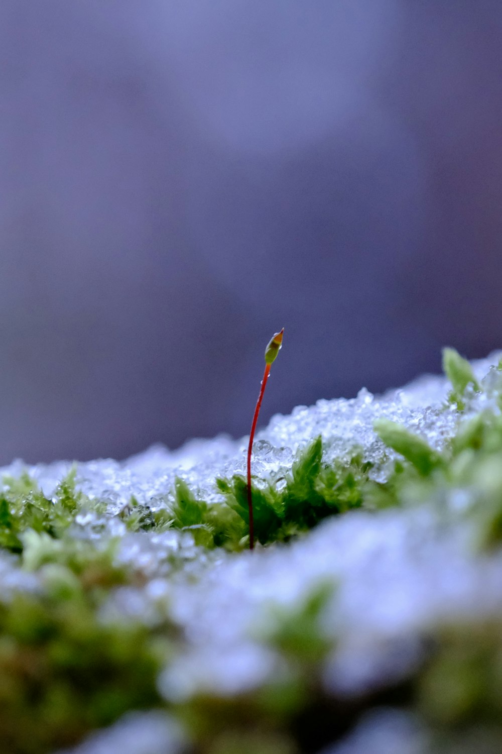 a small plant sprouts out of the snow