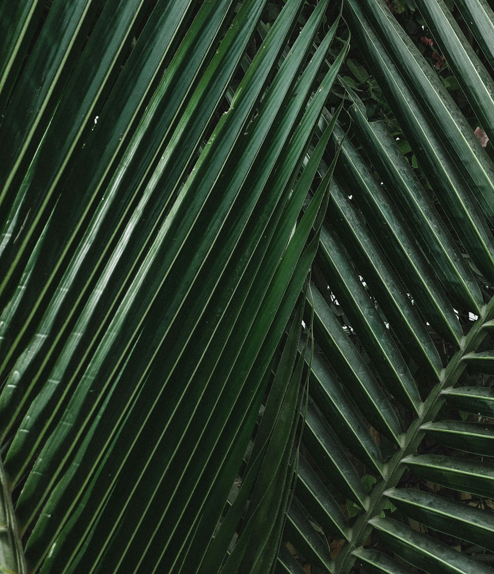 a close up of a green palm leaf