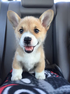 A small, adorable corgi puppy with a fluffy coat is sitting on a person's lap inside a car. The puppy has large, erect ears, bright eyes, and a cheerful expression, with a slightly open mouth as if smiling.