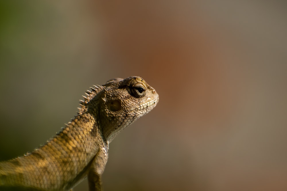 a close up of a lizard with a blurry background