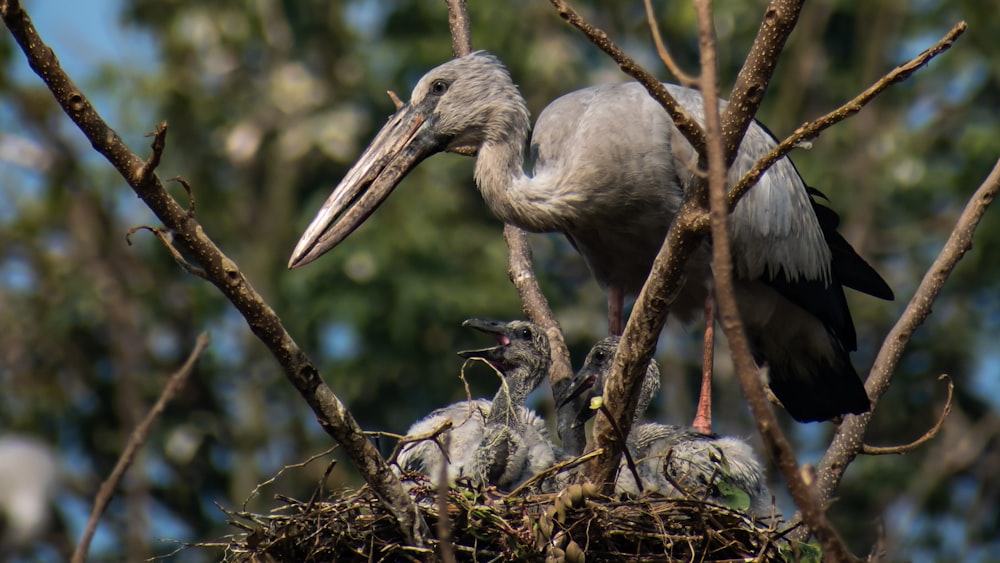 a bird standing on top of a nest in a tree