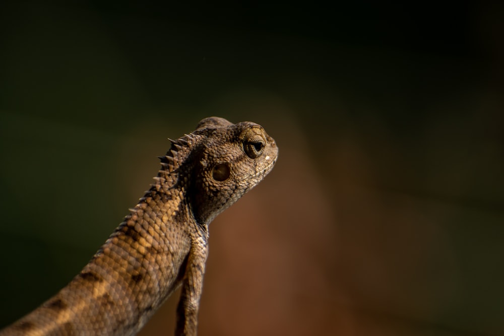 a close up of a lizard's head with a blurry background