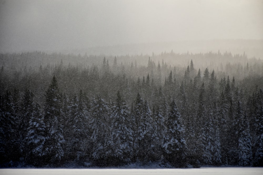 uma floresta coberta de neve ao lado de um lago