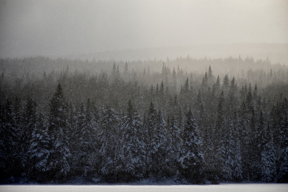 Una foresta coperta di neve vicino a un lago