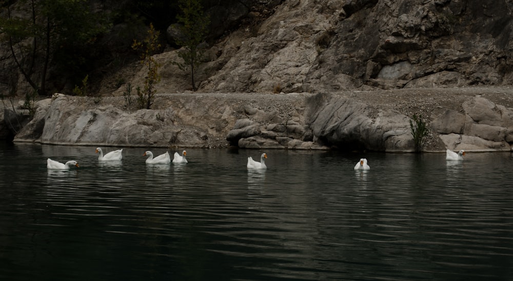 a group of white swans swimming in a lake