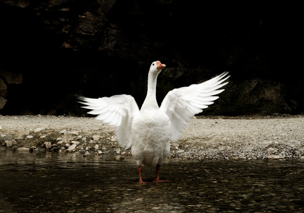 a white bird with its wings spread out standing in a body of water