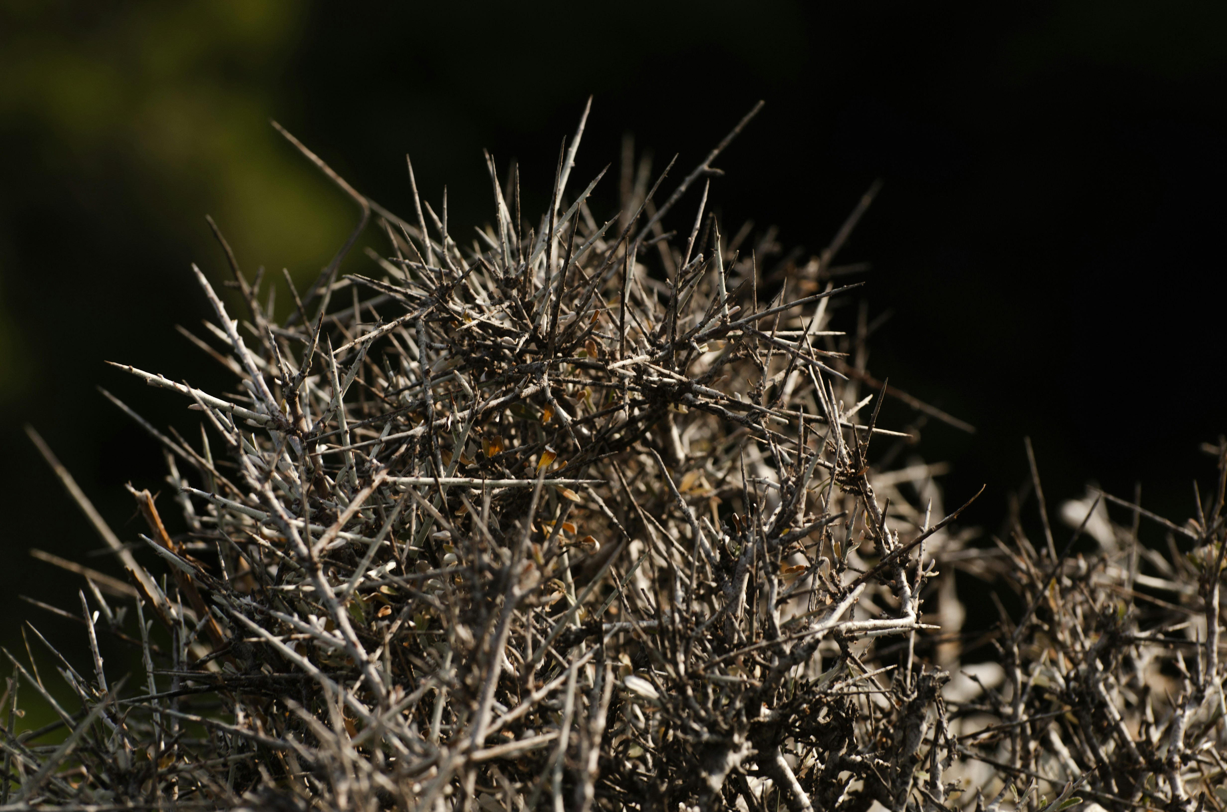 Photo by viktortalashuk