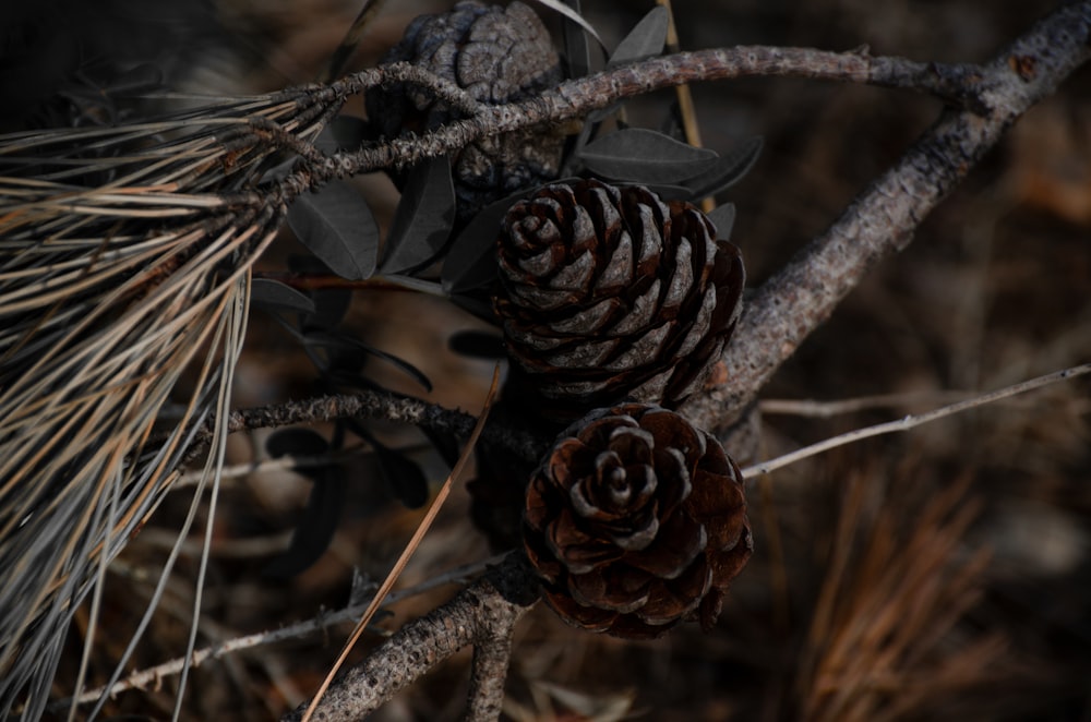 a close up of a pine cone on a tree branch