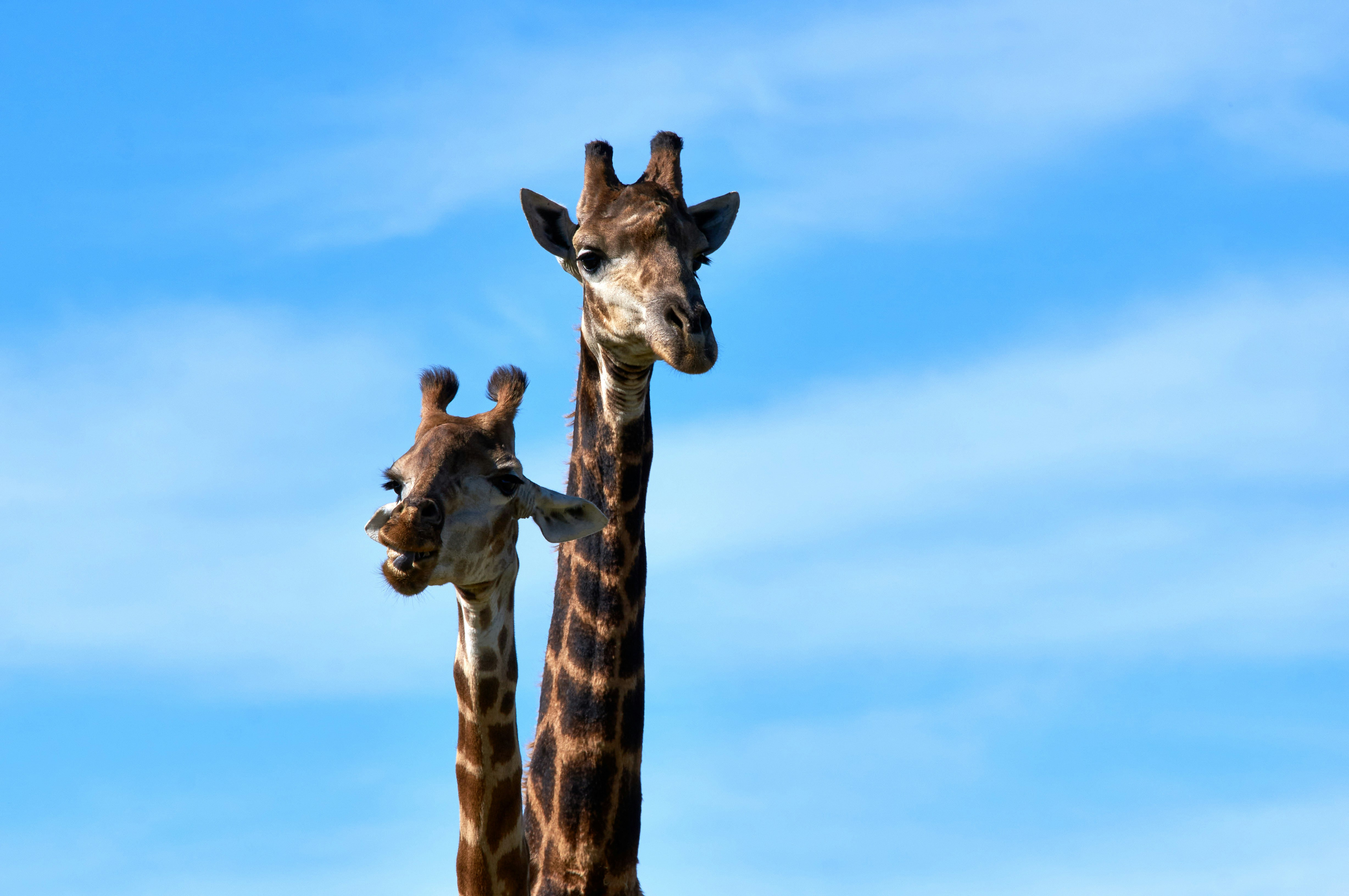 Two brown giraffes photo – Free Portrait Image on Unsplash, image size:3000x1993