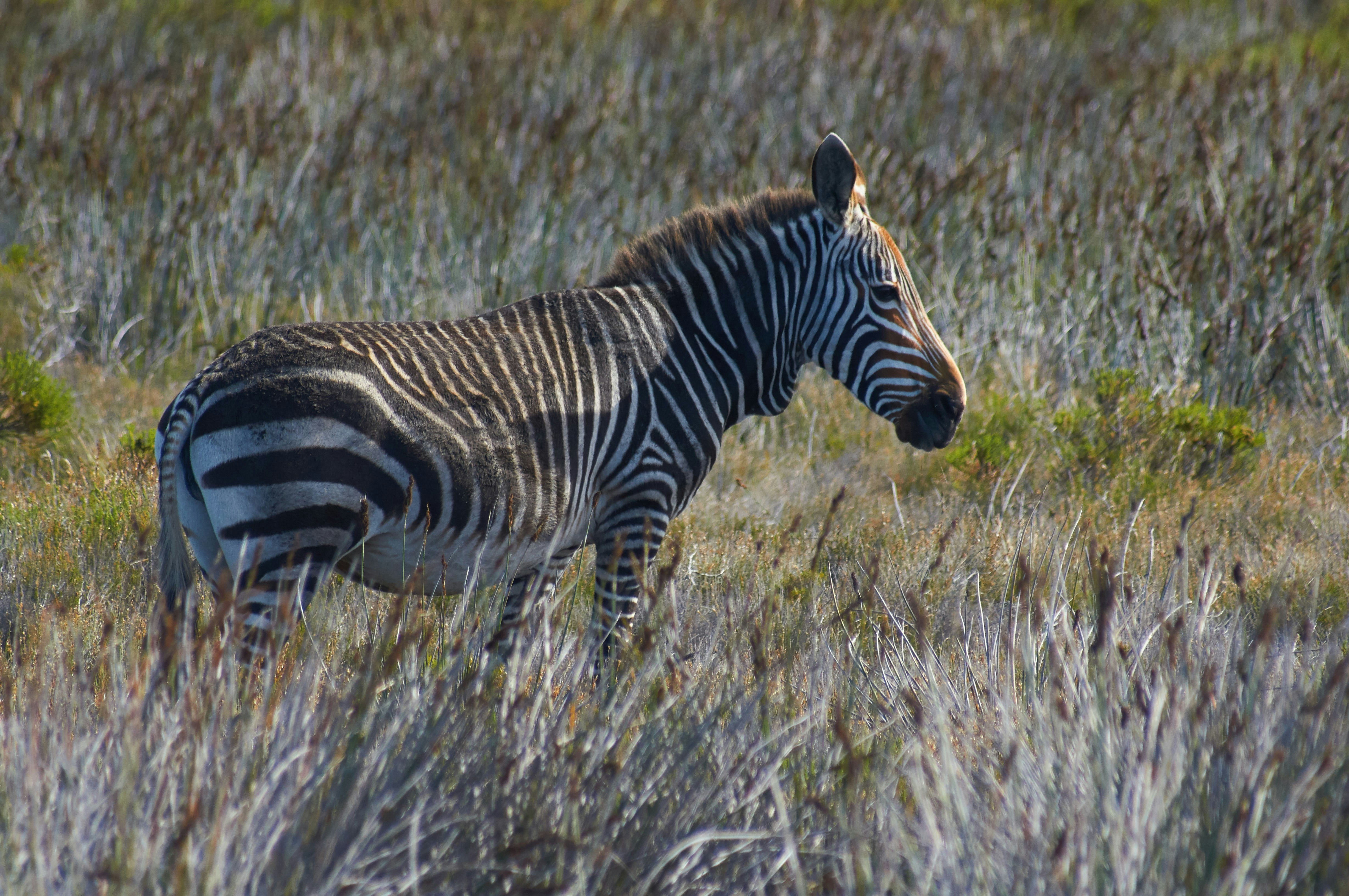 Photo by wolfgang_hasselmann