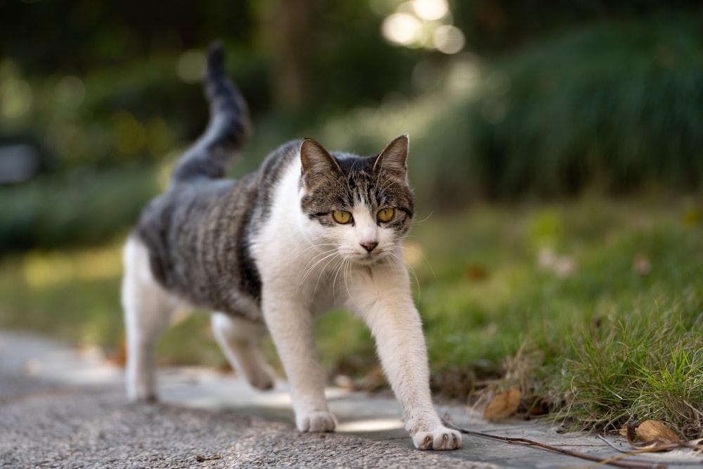 a gray and white cat walking down a road