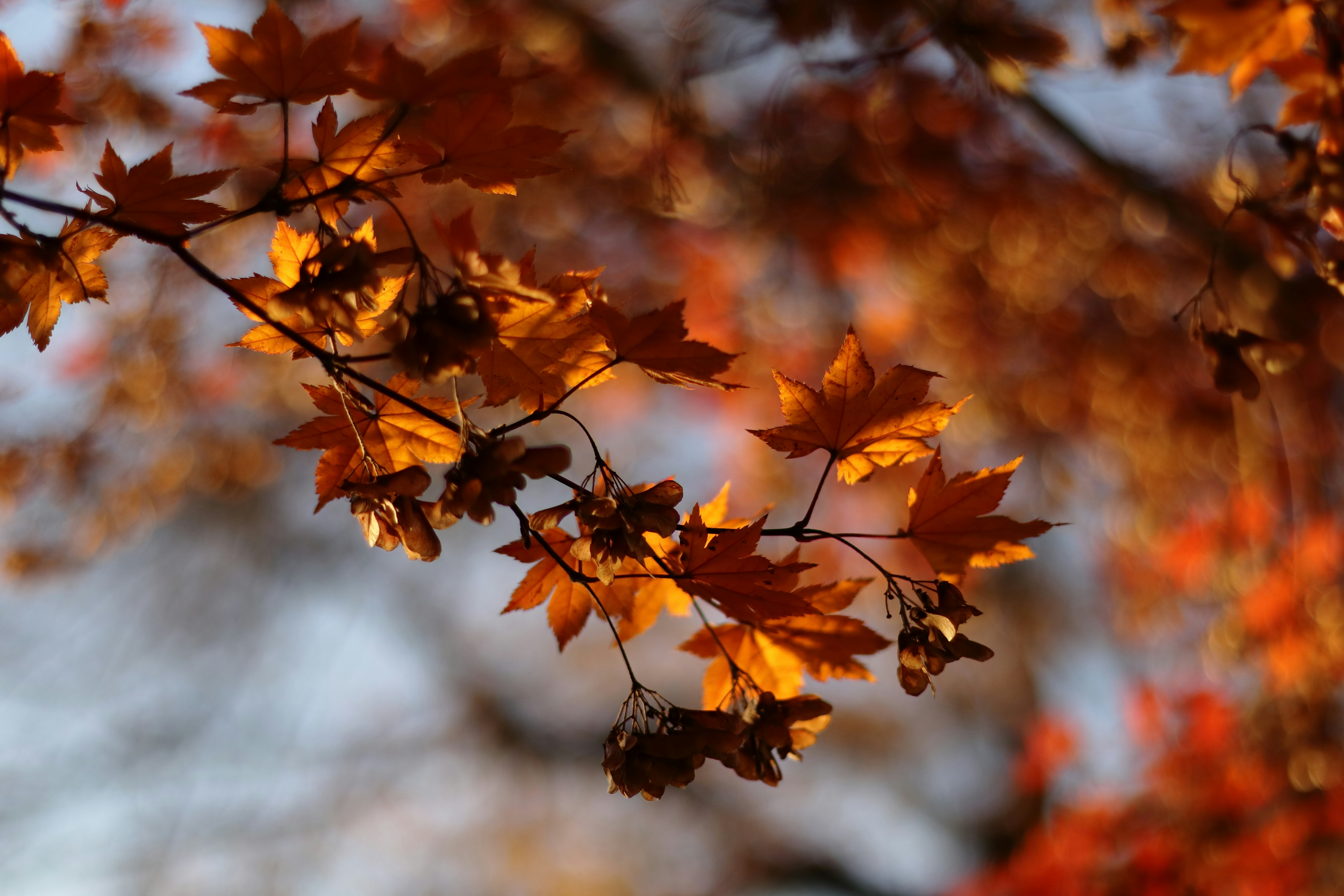 Photo by ucwhphotography