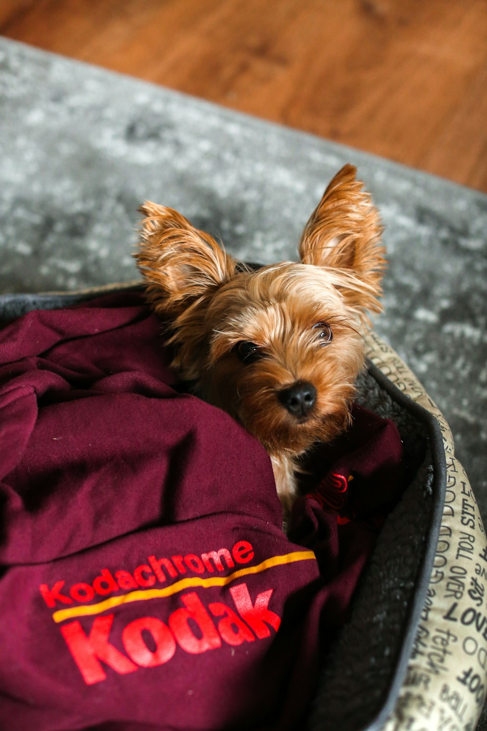 a small dog is sitting in a bag