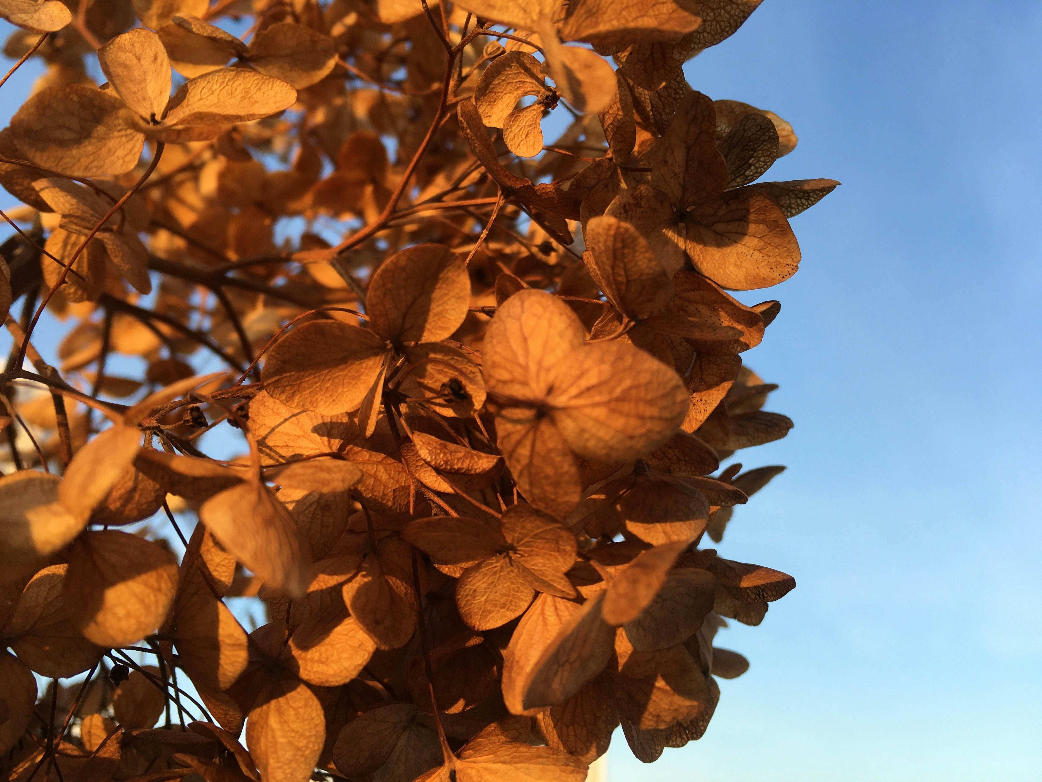a close up of a leafy tree with a blue sky in the background