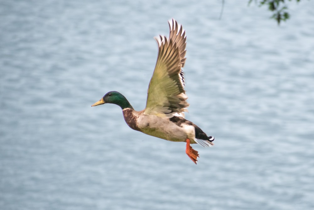 a duck flying over a body of water