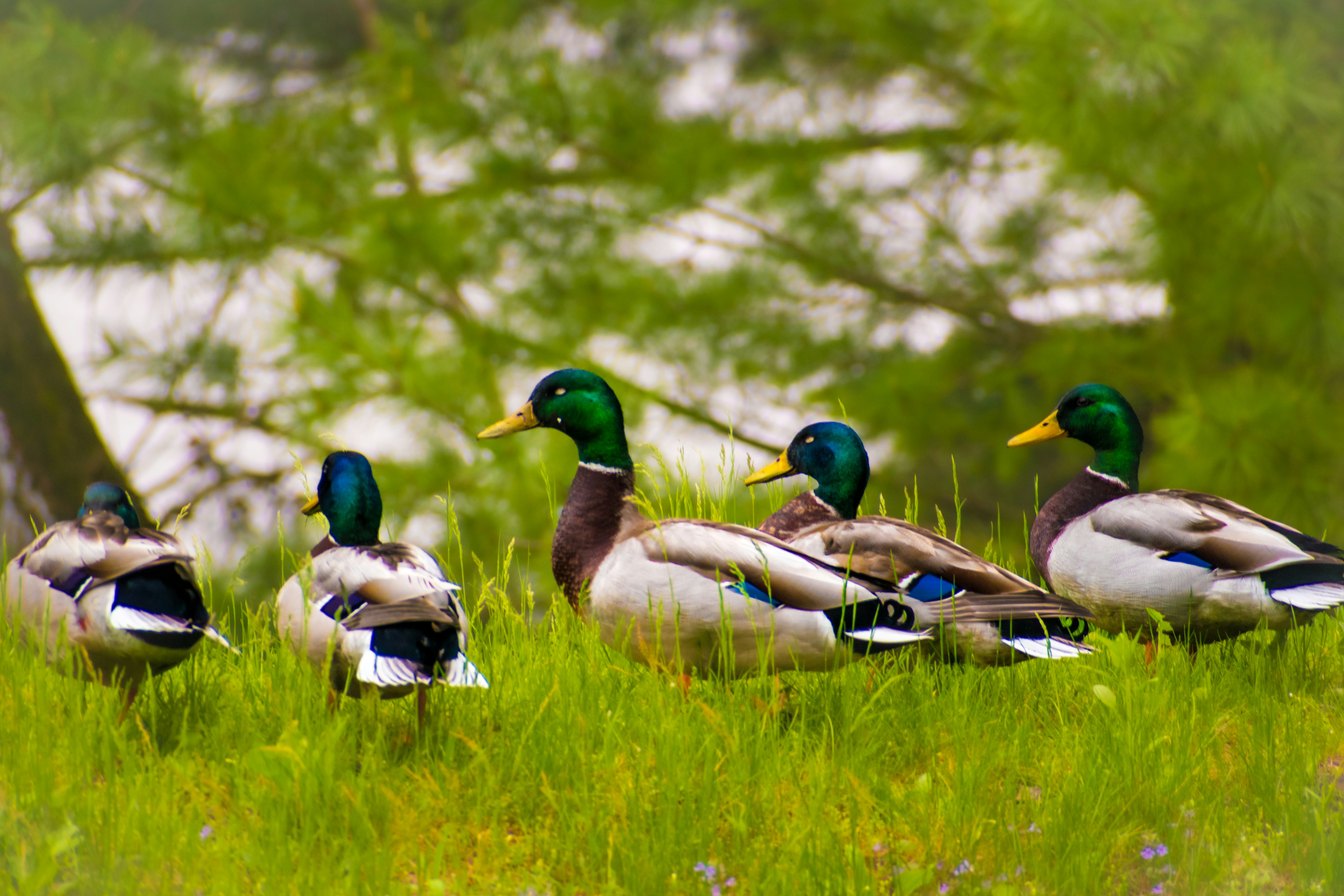 a group of ducks sitting on top of a lush green field