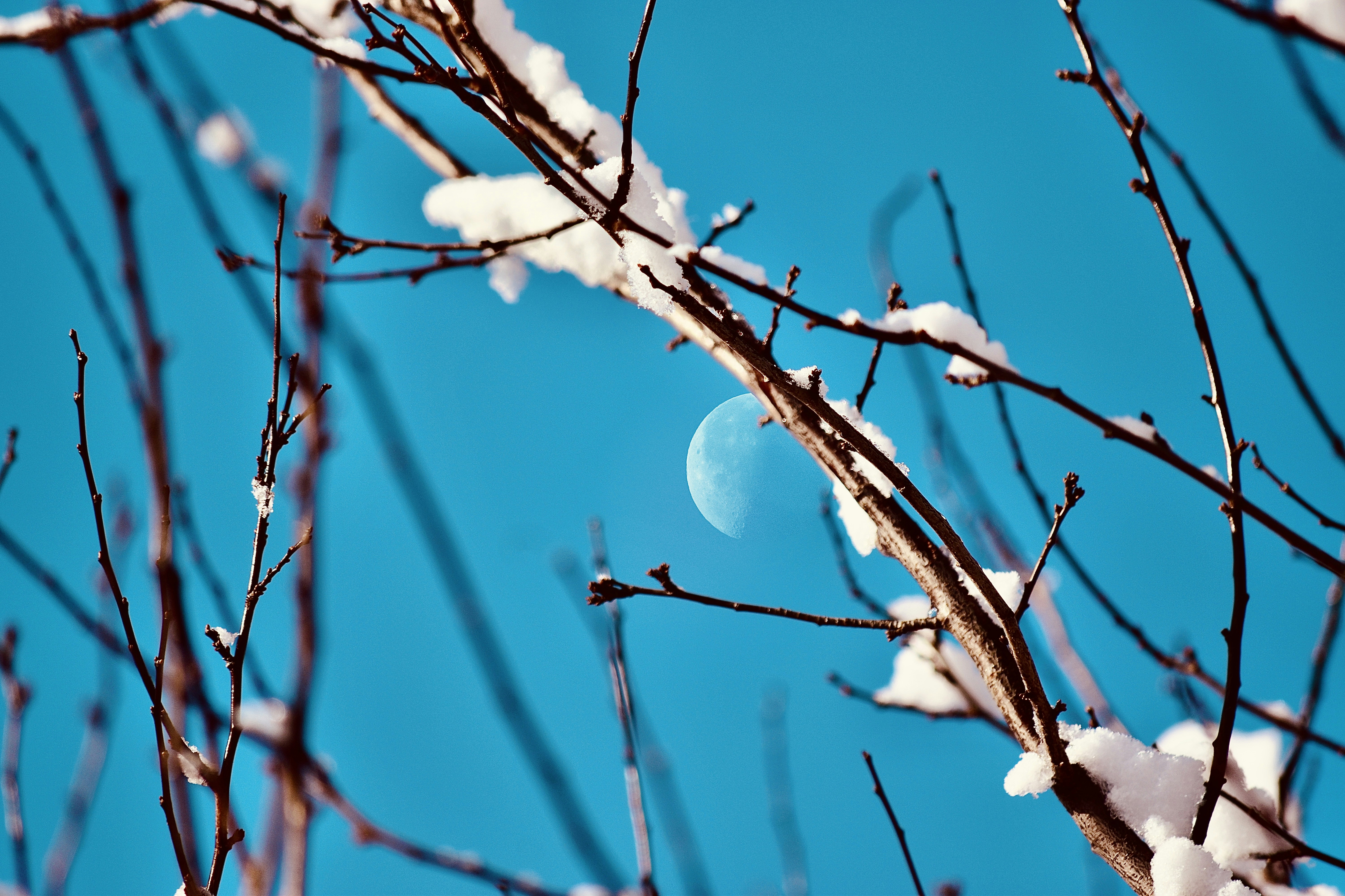 a half moon is seen through the branches of a tree