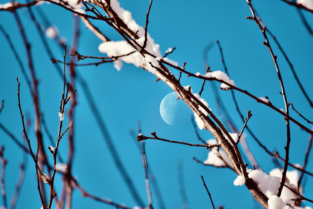 a half moon is seen through the branches of a tree