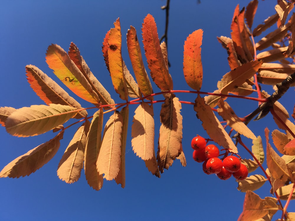 ein Zweig mit roten Beeren darauf vor blauem Himmel