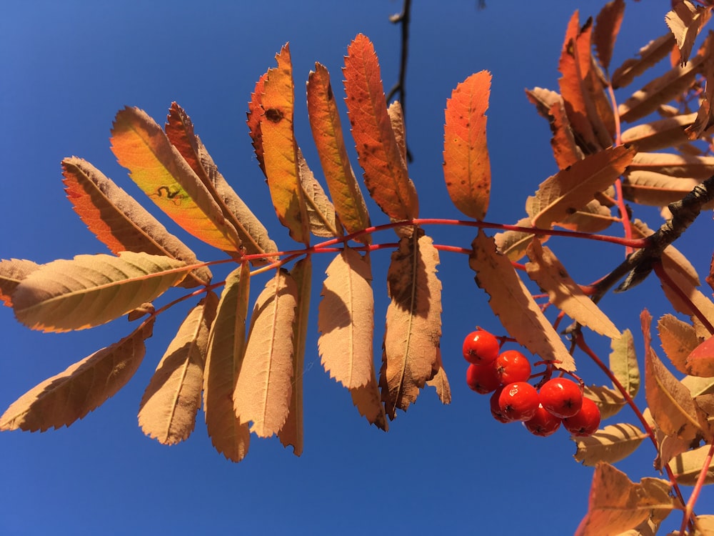 a branch with red berries on it against a blue sky
