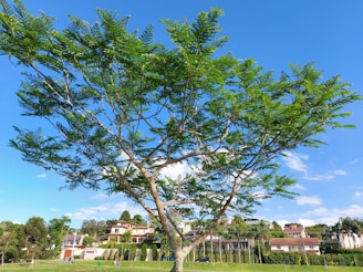 Volunteers planting trees together in a bustling Karachi neighborhood under a bright blue sky.