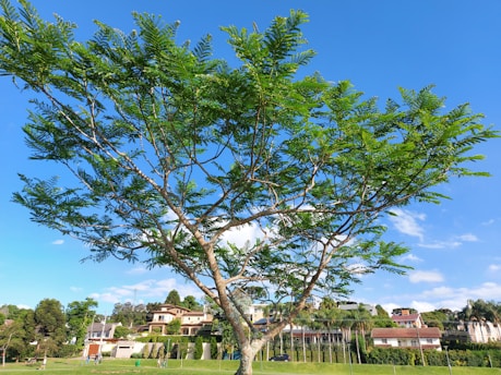Volunteers planting trees together in a bustling Karachi neighborhood under a bright blue sky.