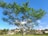 A man planting a tree in a community garden under a bright blue sky.