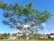 A man planting a tree in a community garden under a bright blue sky.