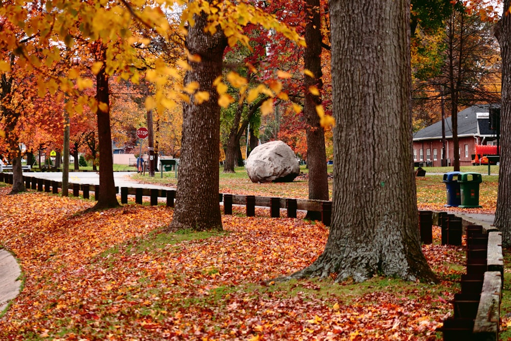 a park filled with lots of trees covered in leaves