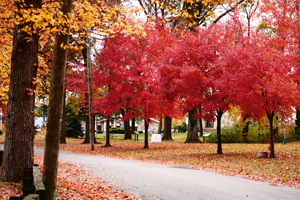 Un chemin dans un parc avec des arbres aux feuilles rouges