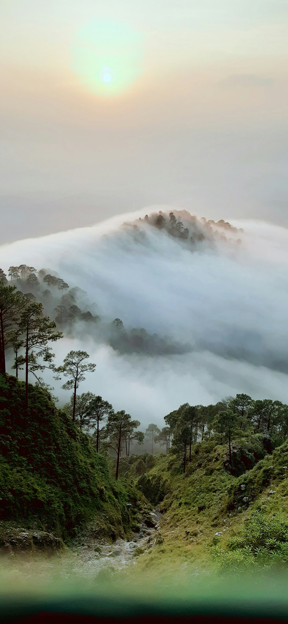 a foggy mountain with trees on a hill