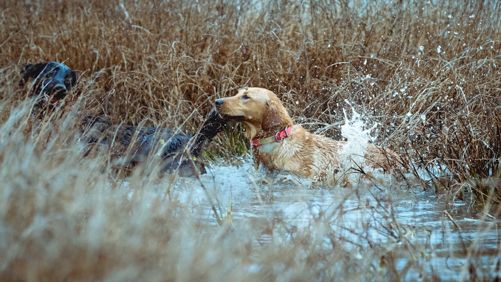 a dog in the water with a stick in it's mouth