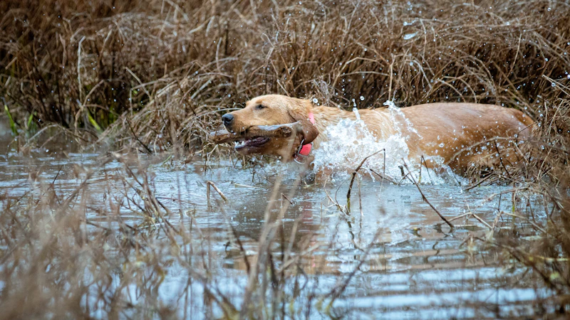 Skye, a yellow Labrador, surging through reedy marsh water