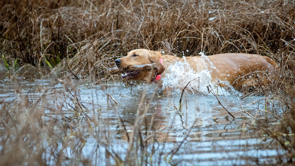 a brown and white dog lying on grass near water