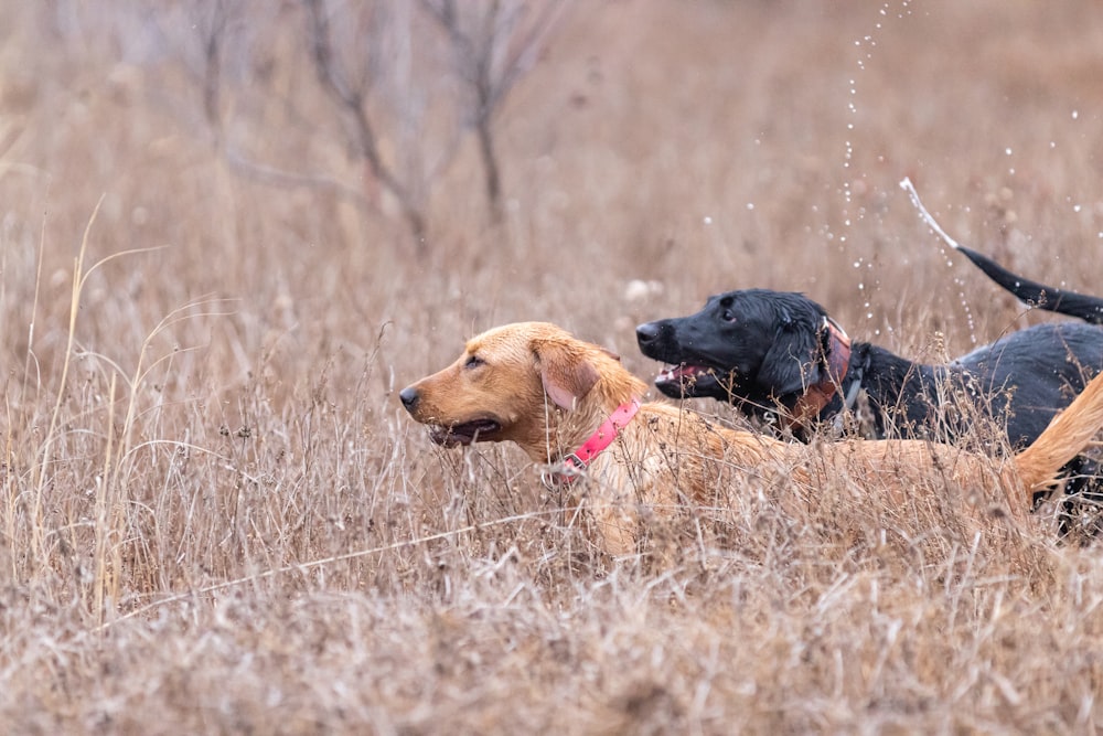 Un couple de chiens qui sont dans l’herbe