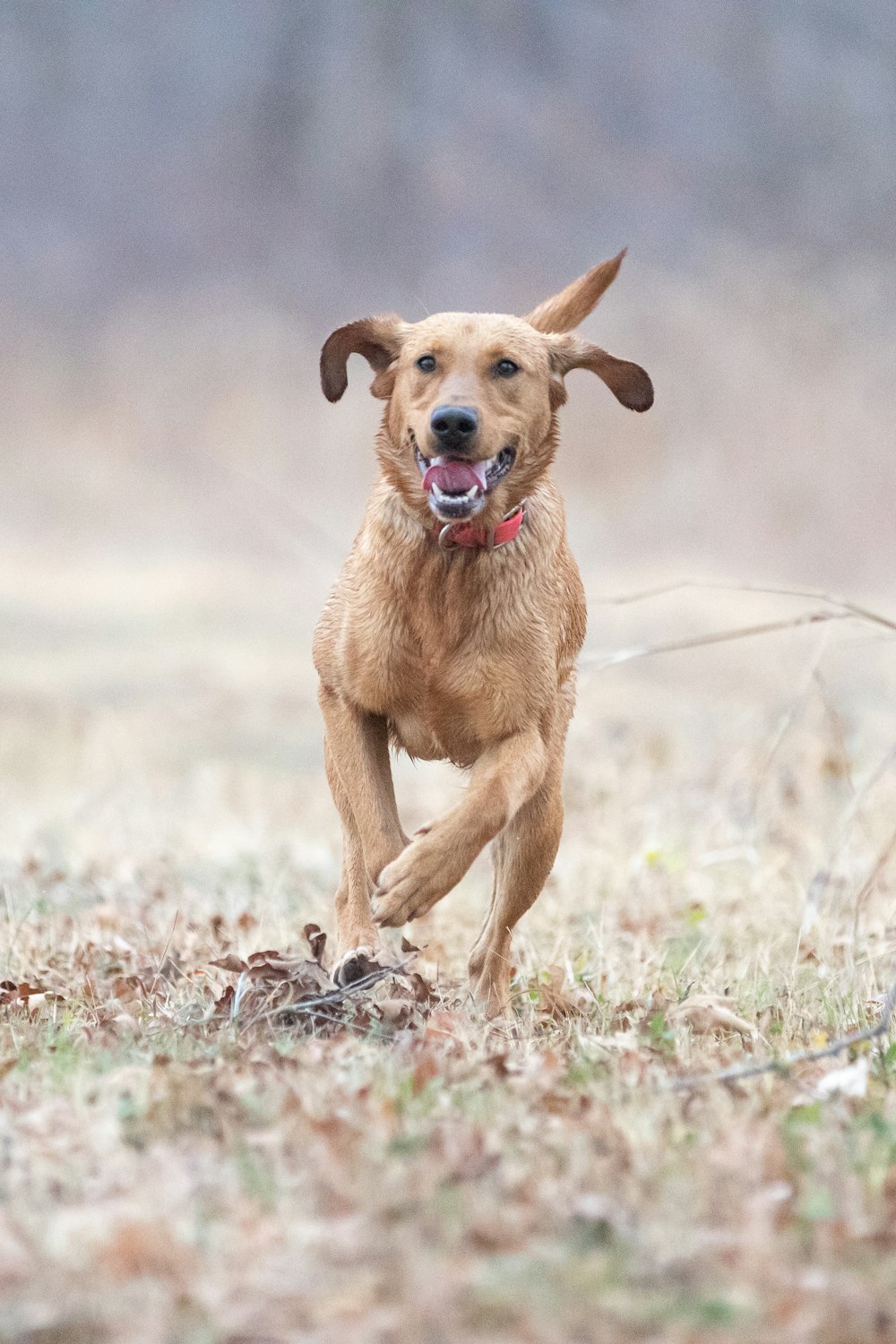 a dog running through a field with a frisbee in its mouth