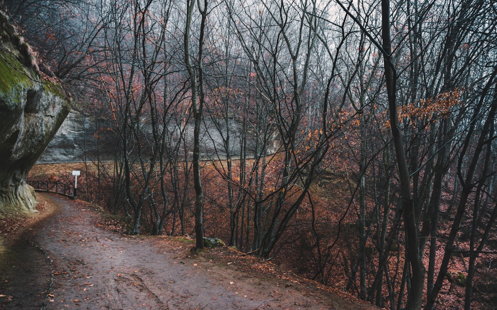 a dirt path in the middle of a forest