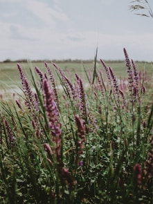 a bunch of purple flowers in a field